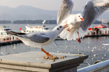 昆明滇池红嘴鸥