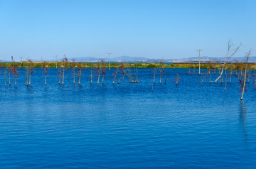 沼泽湿地