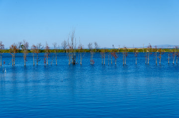 沼泽湿地