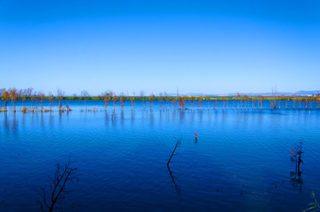 沼泽湿地