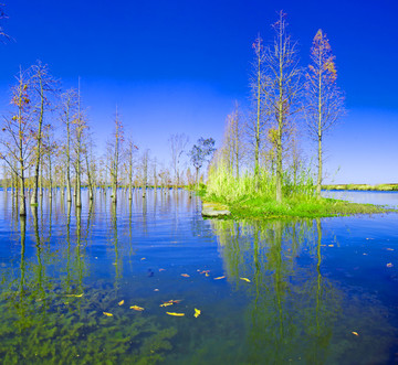 滇池湿地全景图