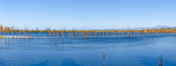 滇池湿地高清全景图