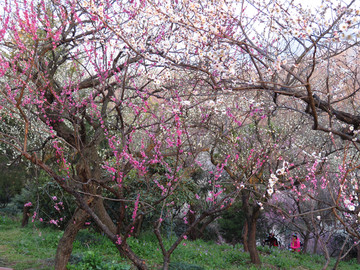 南京梅花山