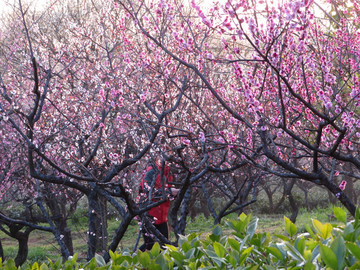 南京梅花山梅树