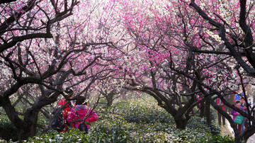 南京梅花山