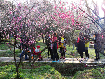 南京梅花山梅花