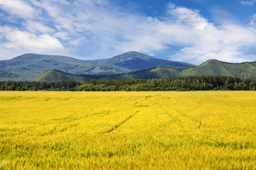 远山稻田