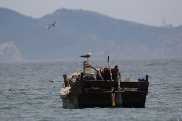 海景海鸥海洋游艇渔船渔业捕鱼