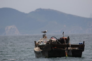 海景海鸥海洋游艇渔船渔业捕鱼