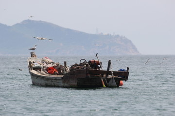 海景海鸥海洋游艇渔船渔业捕鱼