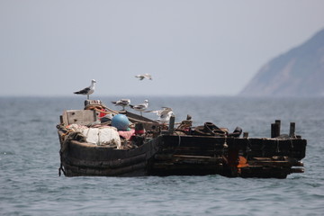 海景海鸥海洋游艇渔船渔业捕鱼