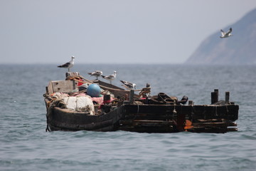 海景海鸥海洋游艇渔船渔业捕鱼