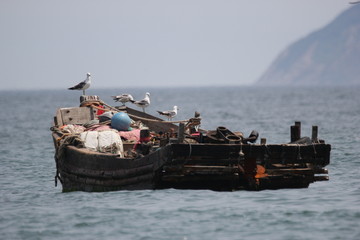 海景海鸥海洋游艇渔船渔业捕鱼