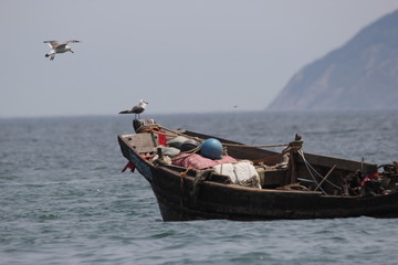 海景海鸥海洋游艇渔船渔业捕鱼