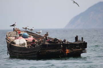 海景海鸥海洋游艇渔船渔业捕鱼