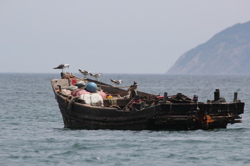 海景海鸥海洋游艇渔船渔业捕鱼