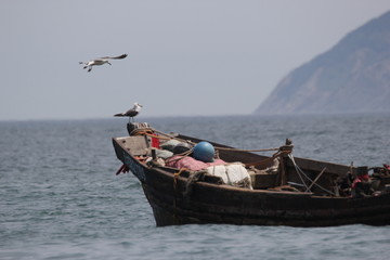 海景海鸥海洋游艇渔船渔业捕鱼