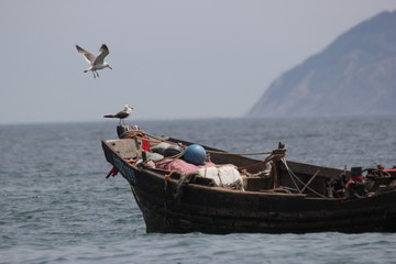 海景海鸥海洋游艇渔船渔业捕鱼