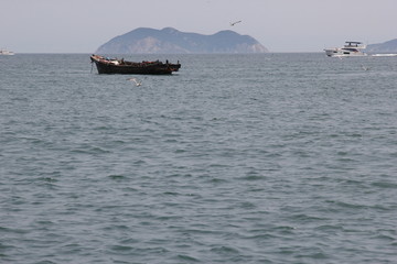 海景海鸥海洋游艇渔船渔业捕鱼