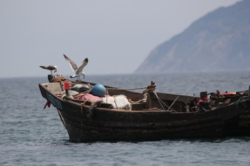 海景海鸥海洋游艇渔船渔业捕鱼