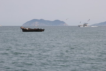 海景海鸥海洋游艇渔船渔业捕鱼