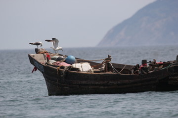 海景海鸥海洋游艇渔船渔业捕鱼