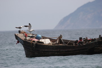 海景海鸥海洋游艇渔船渔业捕鱼