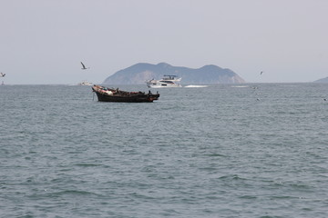 海景海鸥海洋游艇渔船渔业捕鱼