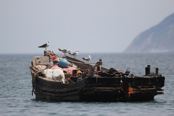 海景海鸥海洋游艇渔船渔业捕鱼