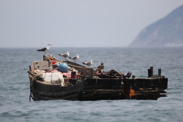 海景海鸥海洋游艇渔船渔业捕鱼