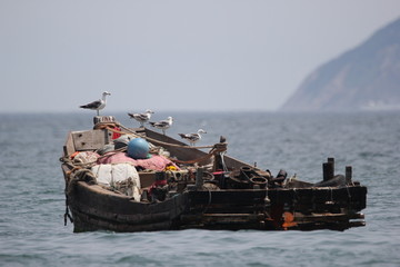 海景海鸥海洋游艇渔船渔业捕鱼