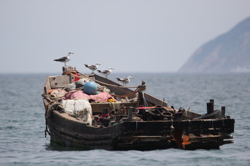 海景海鸥海洋游艇渔船渔业捕鱼