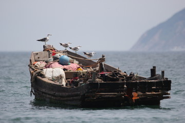 海景海鸥海洋游艇渔船渔业捕鱼