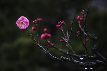 梅花