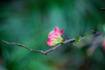 贴梗海棠