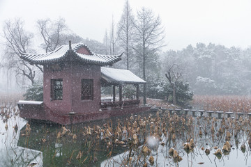 浙江金华茶花园雪景