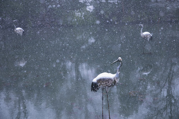 浙江金华茶花园雪景