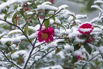 浙江金华茶花园雪景