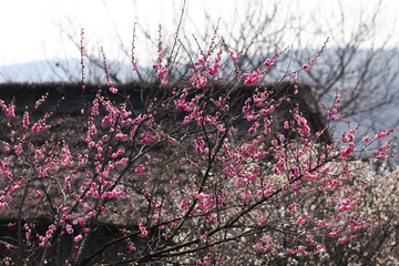 桃花节