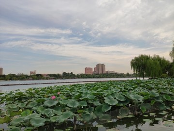 济南大明湖