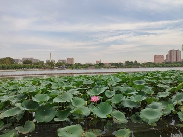 济南大明湖