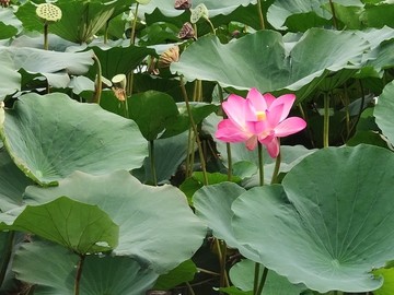 济南大明湖