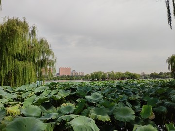 济南大明湖公园