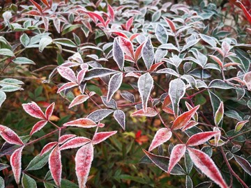 霜冻中的南天竹