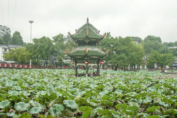 富顺西湖荷香风韵