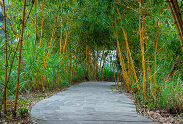 公园里的竹林小道