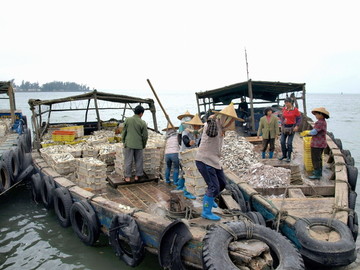 装卸海渔的渔民