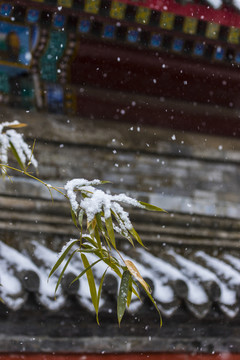 雪