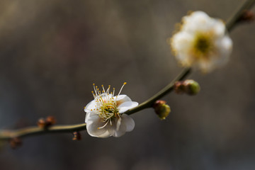 梅花