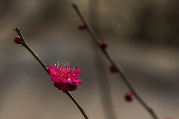 梅花